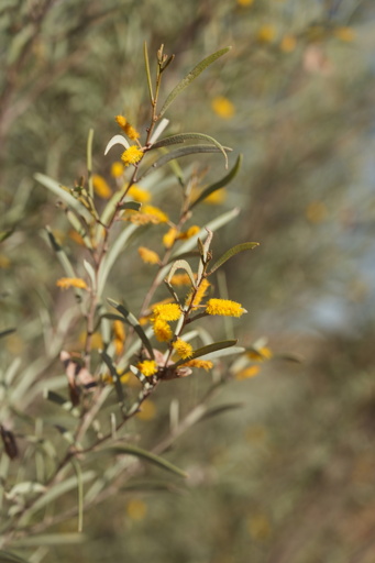 Australian Native Flowering Plant.  Yellow flowers, and dusty green leaves, in close up, against a heavily blurred background.