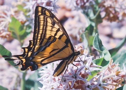Monarch on milkweed
