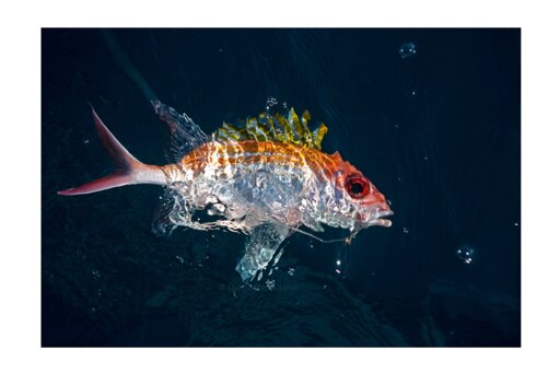 Hey folks, so far I’ve been managing to post one photo a day on #Pixelfed. Let’s see how long I can keep it up, right? No pressure though — just going with the flow and having fun with it.
Took this one in Espírito Santo, in the southwest of Brazil, while I was out photographing for a story for a local outlet about fishing along the coast.