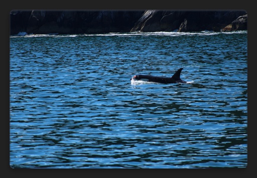 black body of orca whale emerging from a vibrant blue ocean. the shore behind forming into mountains. 